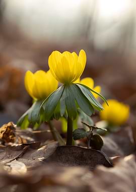 Yellow Winter Aconite Flowers
