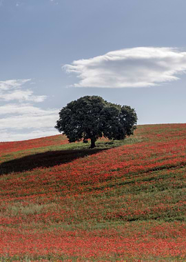 Lone Tree in Poppy Field