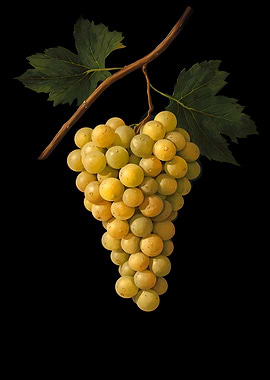 Bunch of White Grapes on a Vine