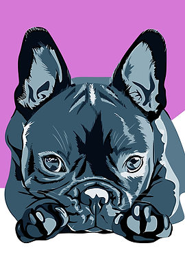 French Bulldog Portrait