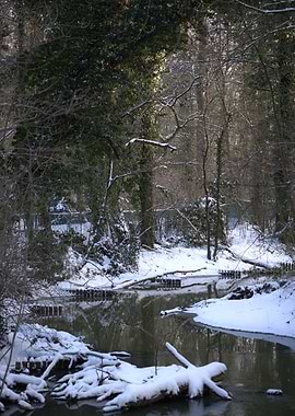 Snowy forest stream in winter