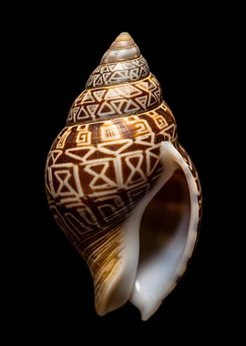 Ornate Snail Shell