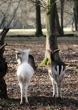 Two deer in a forest