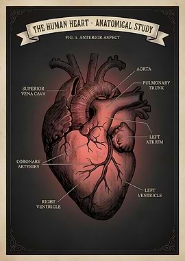 Anatomical Study of the Human Heart