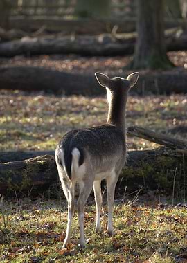 Deer in a sunlit forest