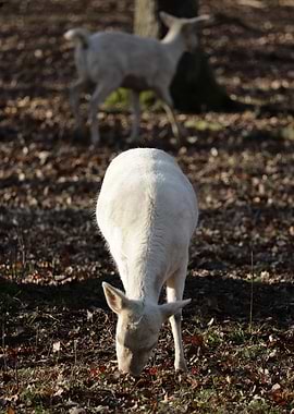 Albino Deer Grazing in Forest