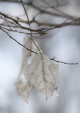 Dried Leaves on a Branch