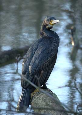 Cormorant perched on a branch
