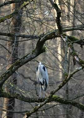 Heron perched on a mossy tree branch