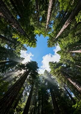 Looking up through redwood trees