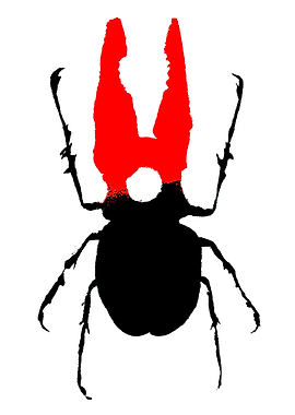 Black beetle with red pincers