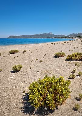 Beach with Yellow Flowers and Blue Sea