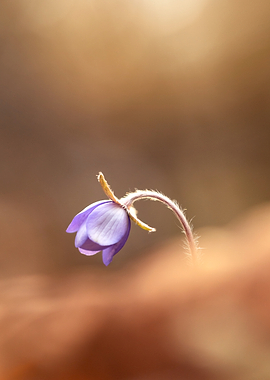 Delicate Purple Flower in Soft Focus