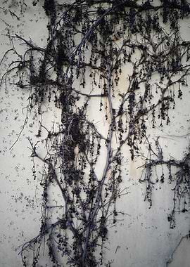 Withered Vine on Textured Wall
