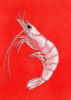 Illustration of a Pink Shrimp on Red Background