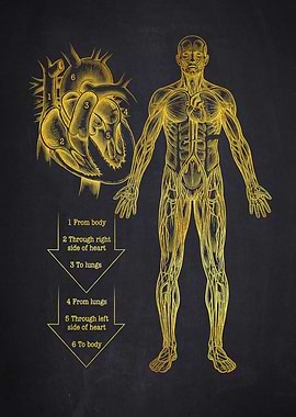 Human Circulatory System