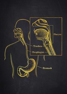 Esophagus Anatomy