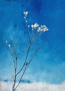 Winter Plant Against Blue Sky