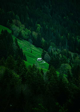 Secluded cabin in a lush green mountain forest