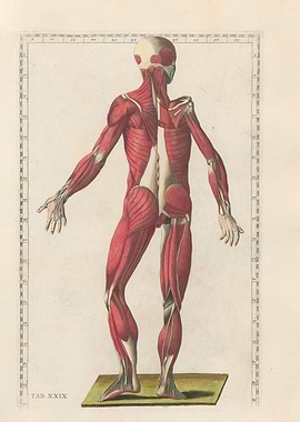 Anatomical Illustration of Human Musculature