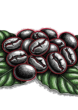 Coffee Beans on Leaves