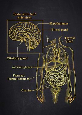 Human Endocrine System Diagram