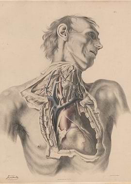 Anatomical Illustration of the Human Torso