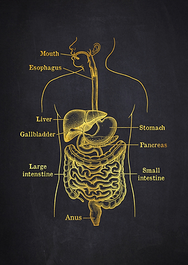 Human Digestive System Anatomy