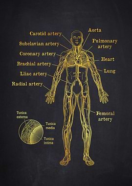 Arteries of the human body
