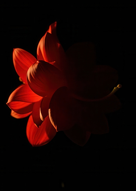 Red Flower Silhouette in Dramatic Light