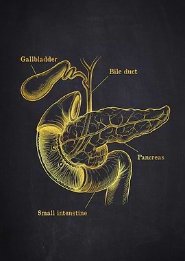 Anatomical Pancreas Illustration