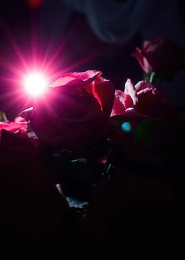 Pink Roses with Lens Flare