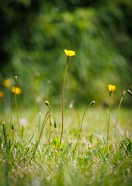 Dandelion in a Grassy Field