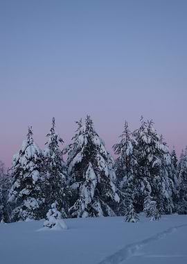 Snow Covered Arctic Forest at Twilight