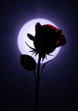 Silhouette of a Rose against a Full Moon