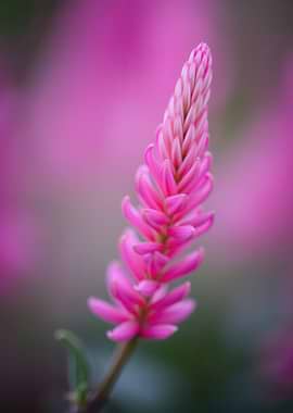 Close-up of a Pink Flower Spike