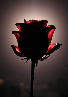 Silhouette of a red rose backlit