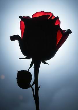 Silhouette of a red rose backlit