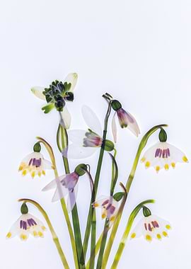 Snowdrops and Spring Flowers