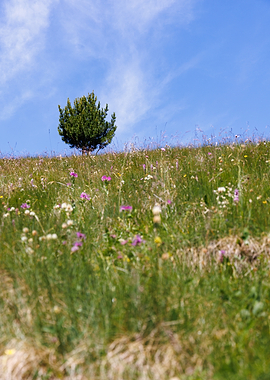 Lone tree on a grassy hill