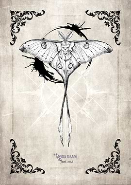 Argema Mittrei Moth Illustration