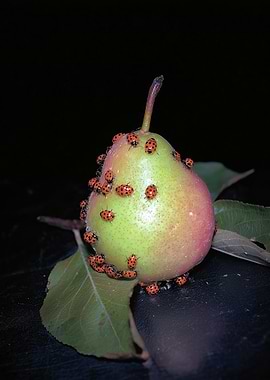 Ladybugs on a Pear