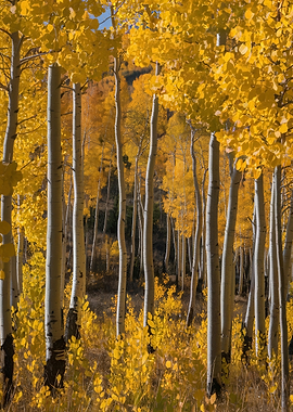 Golden Aspen Grove in Autumn