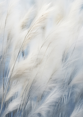 Soft White Feathery Grass