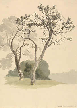 Watercolor painting of trees and foliage