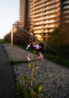 Flower in front of building