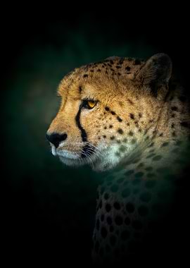 Cheetah Portrait