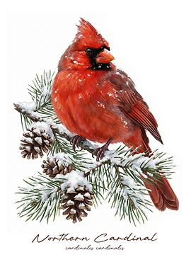 Northern Cardinal on Snowy Pine Branch