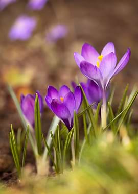 Purple Crocus Flowers in Bloom