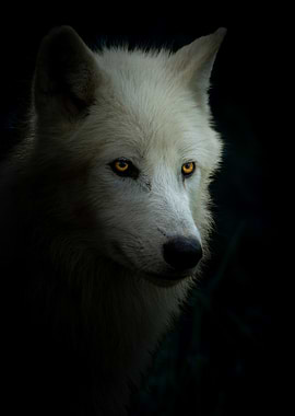 Close-up of a white wolf's face